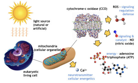 Photobiomodulation - Applied BioPhotonics Ltd.